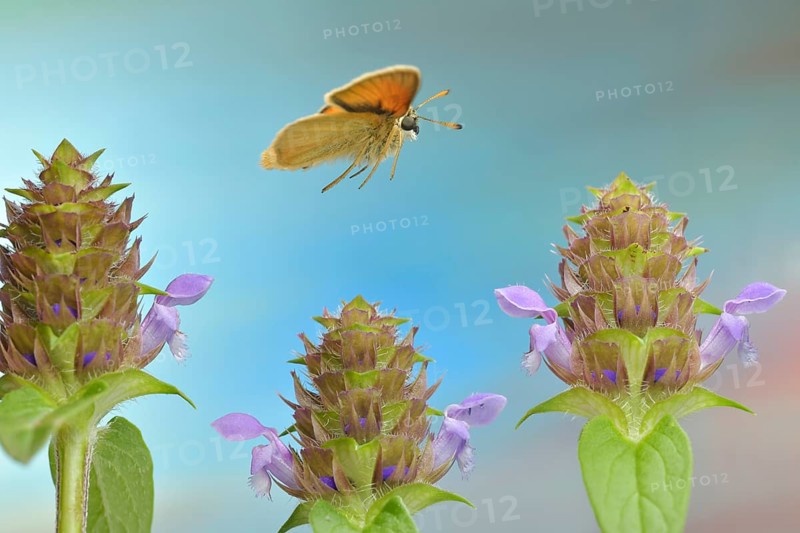 Essex skipper (Thymelicus lineola) in flight at the flower of a Common selfheal (Prunella vulgaris)