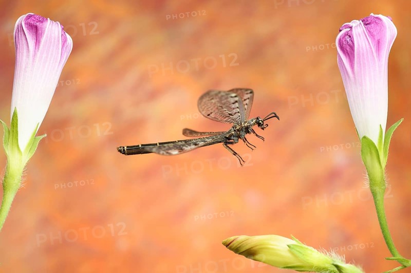 Euroleon nostras (Euroleon nostras) in flight at a (Ipomoea)