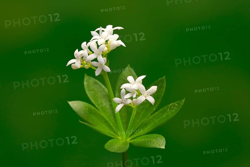 Woodruff (Asperula odorata)