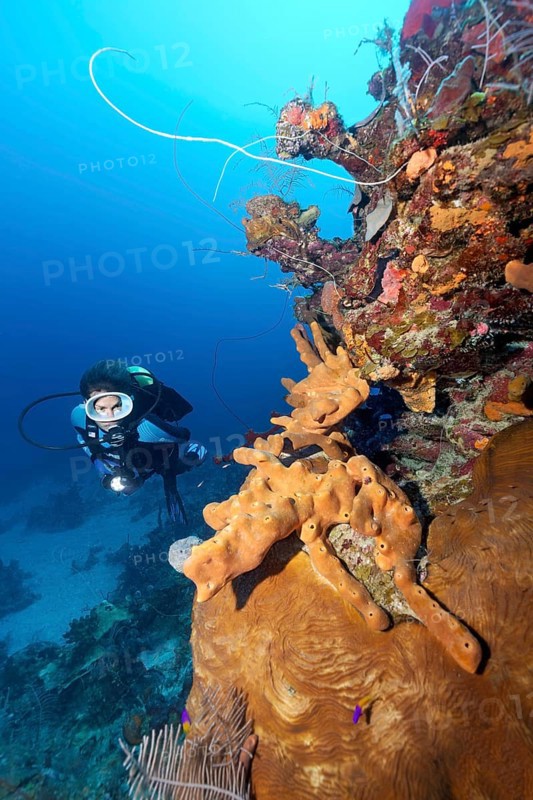 Diver looking at coral reef wall with various Sponge (Porifera) and corals (Anthozoa)