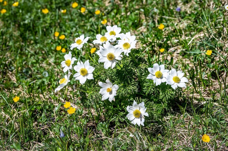 Alpine pasque flower (Pulsatilla alpina) in a meadow