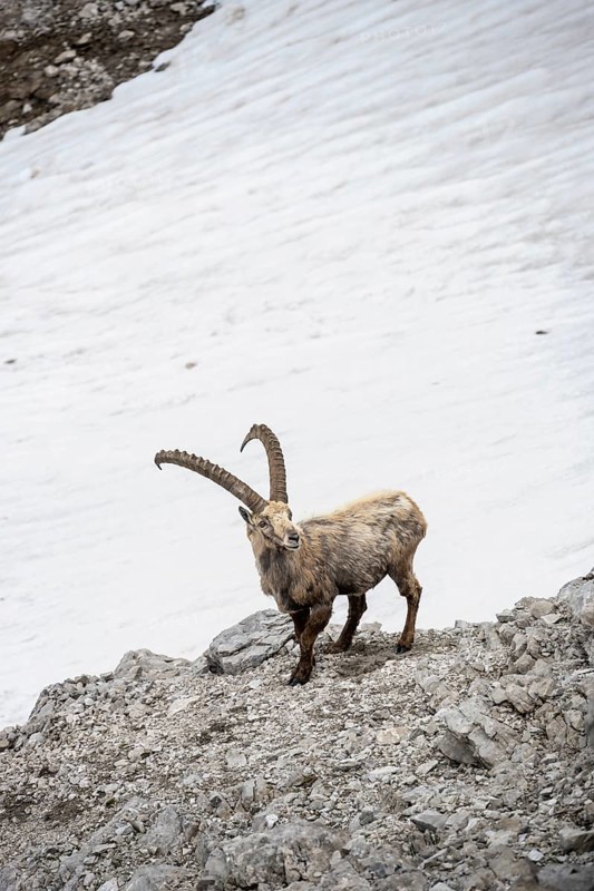 Alpine Ibex (Capra ibex) on a snow field