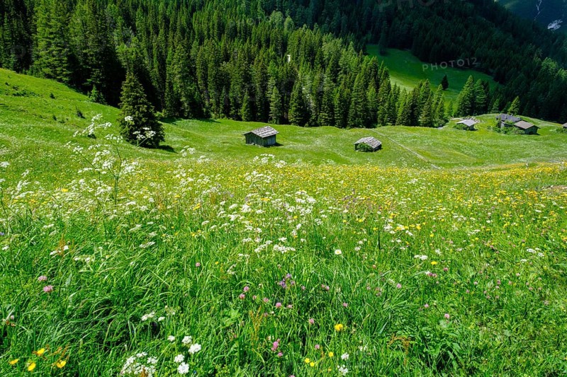 Alpine meadows of the Oberreinsalm