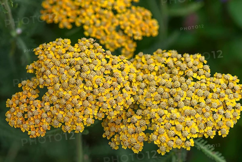 Yarrow (Achillea filipendulina)