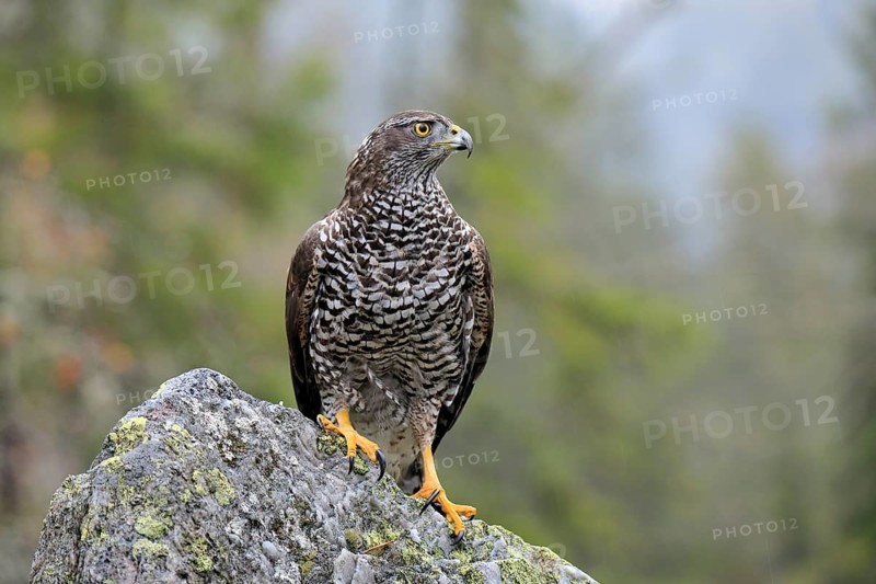 Northern goshawk (Accipiter gentilis)