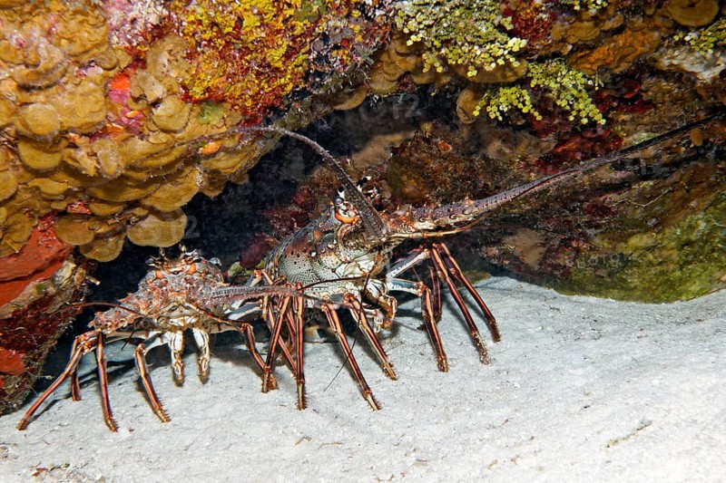 Caribbean spiny crayfish (Panulirus argus)