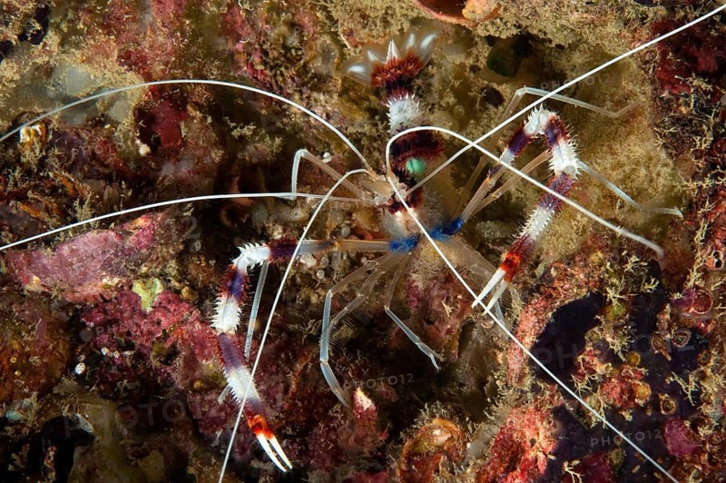 Banded Coral Shrimp (Stenopus hispidus)