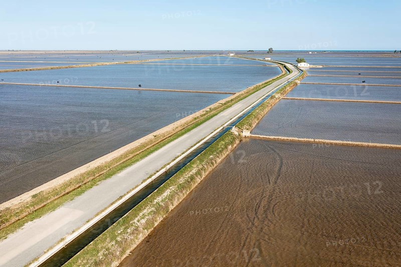 Flooded rice fields in May