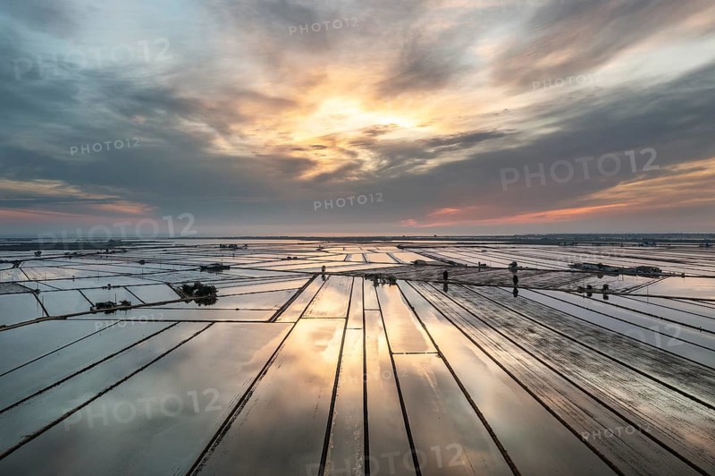 Flooded rice fields in May at daybreak