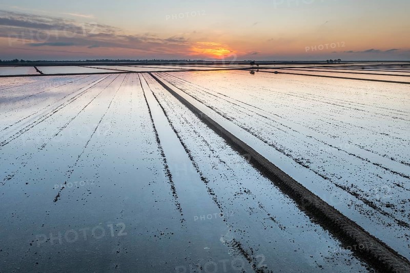 Flooded rice fields in May at sunrise