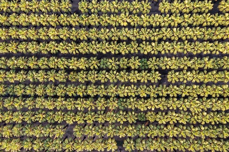 Nursery with rows of cultivated Desert Fan Palms (Washingtonia filifera)