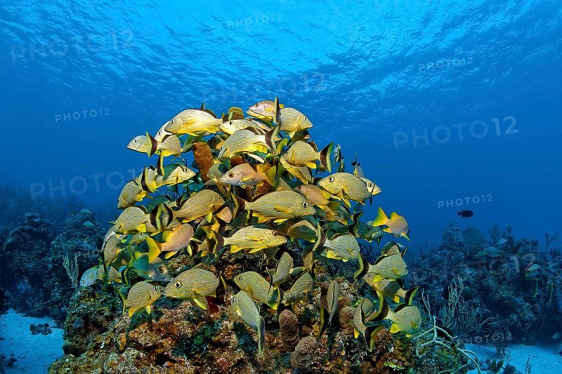 Shoal of blue-striped grunts (Haemulon sciurus)