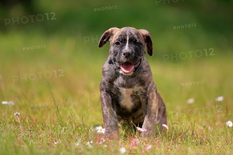 Cane Corso Boxer mix Domestic dog (Canis lupus familiaris)