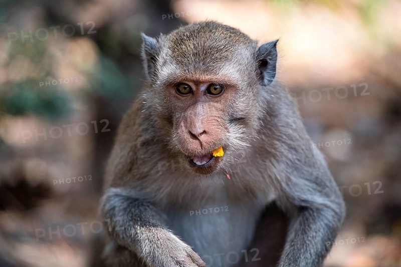 Crab eating macaque (Macaca fascicularis) or Javan monkey