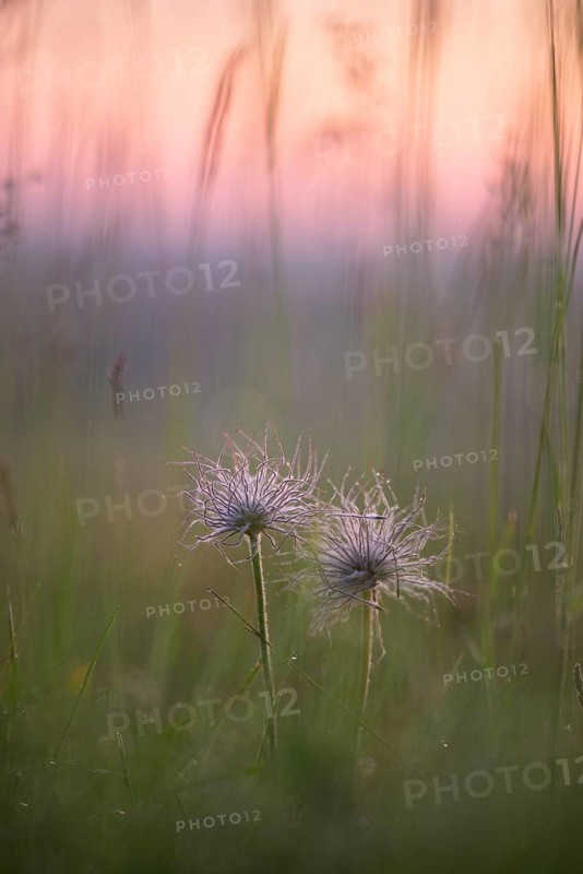 Pasque flower (Pulsatilla vulgaris)