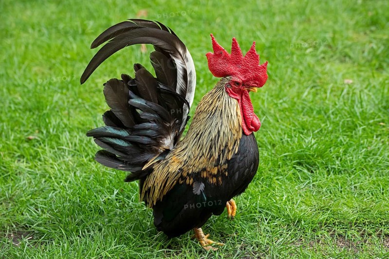 Bantam Cock