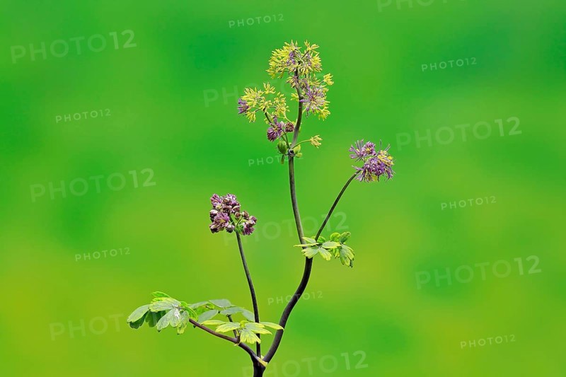 Columbine greater meadow rue (Thalictrum aquilegiifolium)