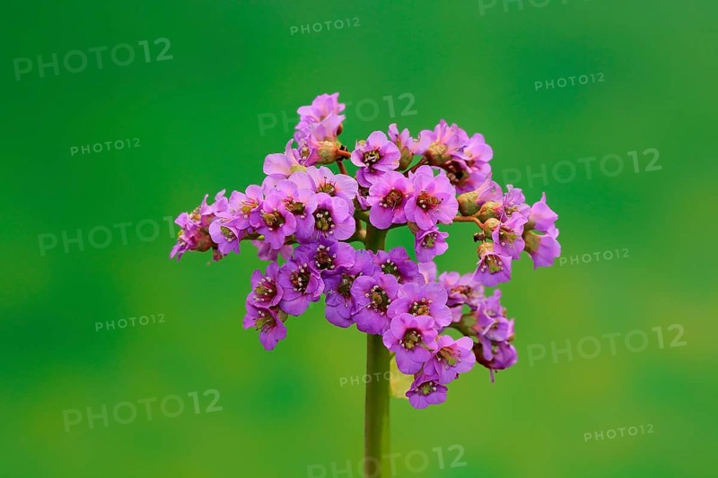 Bergenia