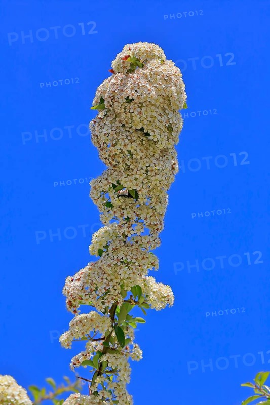 Scarlet firethorn (Pyracantha coccinea)