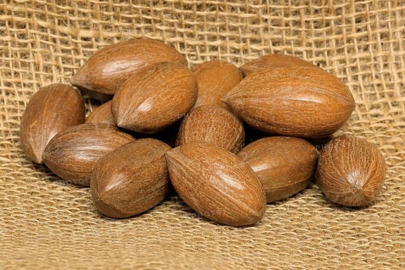 Pecan (Carya illinoinensis)
