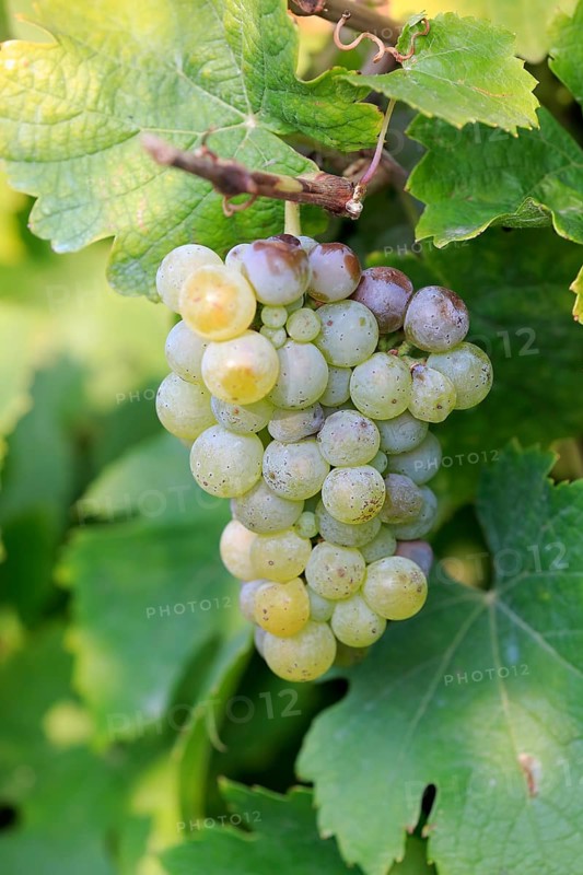 Grape vine (Vitis vinifera)