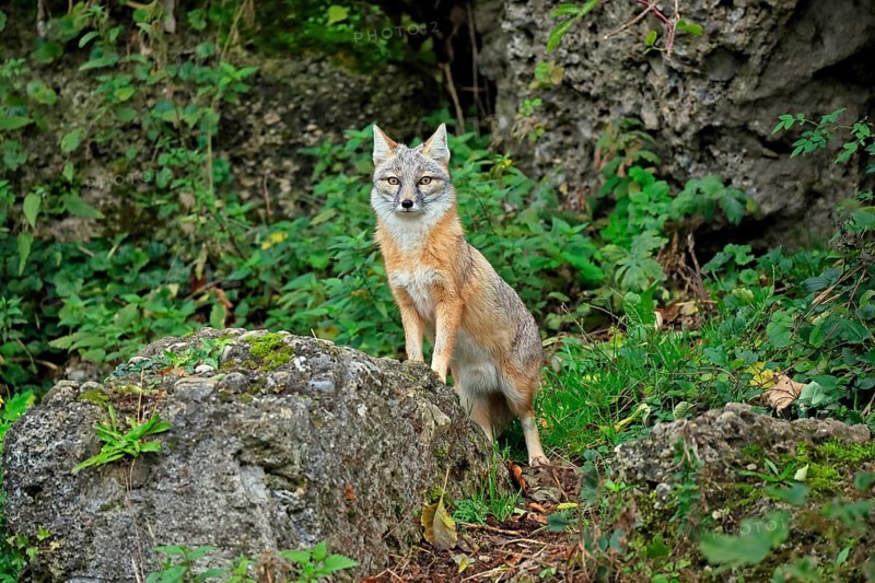 Corsac fox (Vulpes corsac)