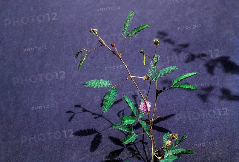 linn : sensitive (Mimosa pudica) plant. lajjavanti