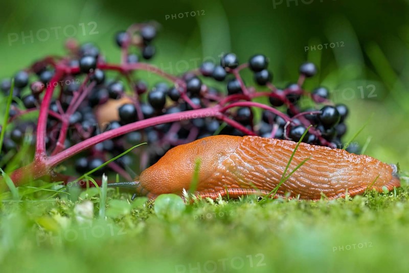 Red slug (Arion rufus) feeding on elderberries