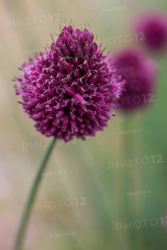 Round headed leek (Allium Sphaerocephalon)