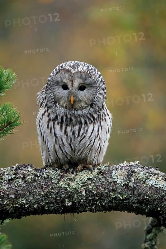 Ural owl (Strix uralensis)