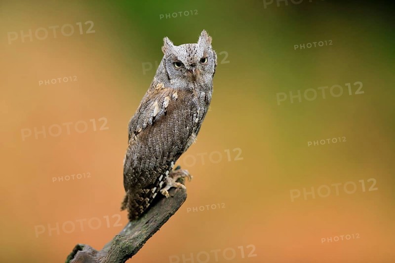 European scops owl (Otus scops)