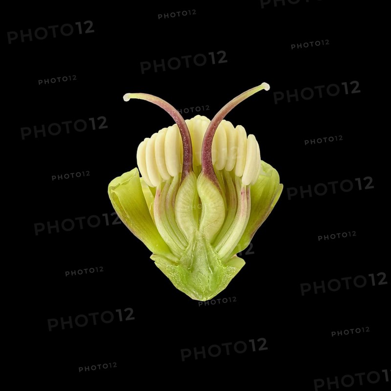 Barnhaven hybrid (Helleborus x hybridus)
