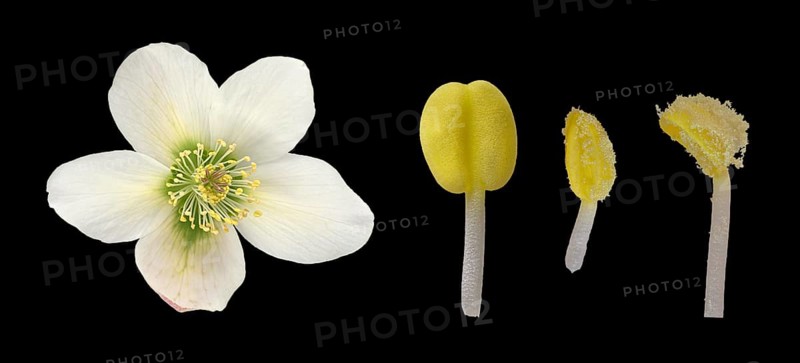 Oriental hellebore (Helleborus orientalis)