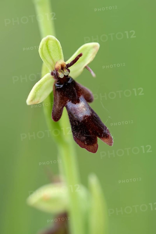 Fly orchid (Ophrys insectifera)