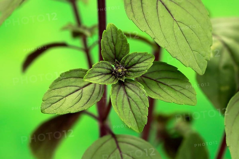 Shrub Basil (Ocimum basilicum) Magic Blue (Magic Blue)