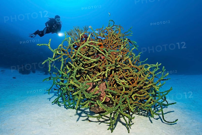 Diver looking at green finger sponge (Lotrochota birotulata) with colonies of golden zoanthid (Parazoanthus swiftii) over sandy bottom