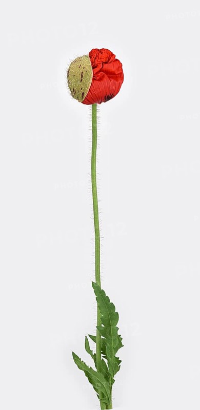 Poppy flowers (Papaver rhoeas)