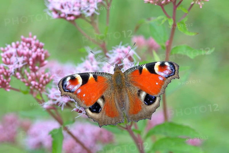 European peacock (Aglais io) on common waterweed (Eupatorium cannabinum)