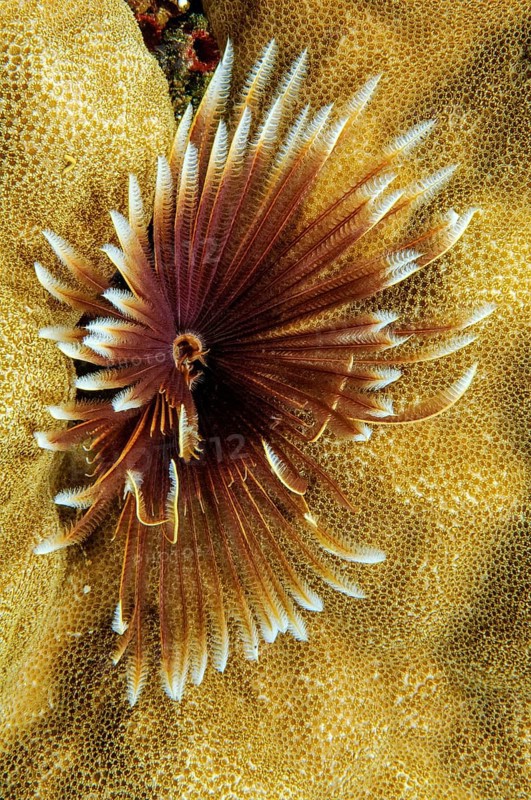 Indo-Pacific Indian Feather Duster Worm (Sabellastarte spectabilis)