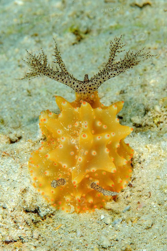 Frontal view of marine nudibranch (Halgerda malesso) with gill apparatus extended
