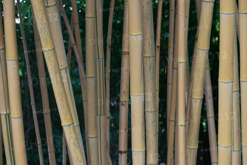Bamboo (Phyllostachis) Bad Fuessing