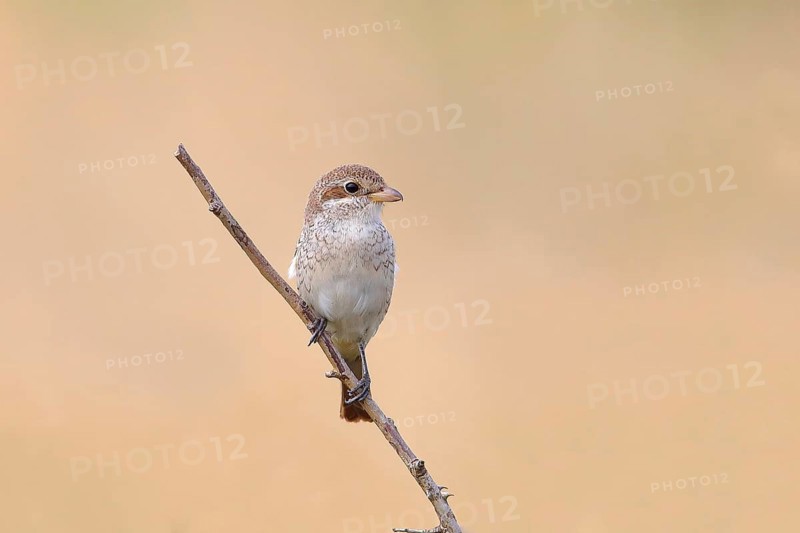 Red-backed Shrike (Canius collurio) female on perch