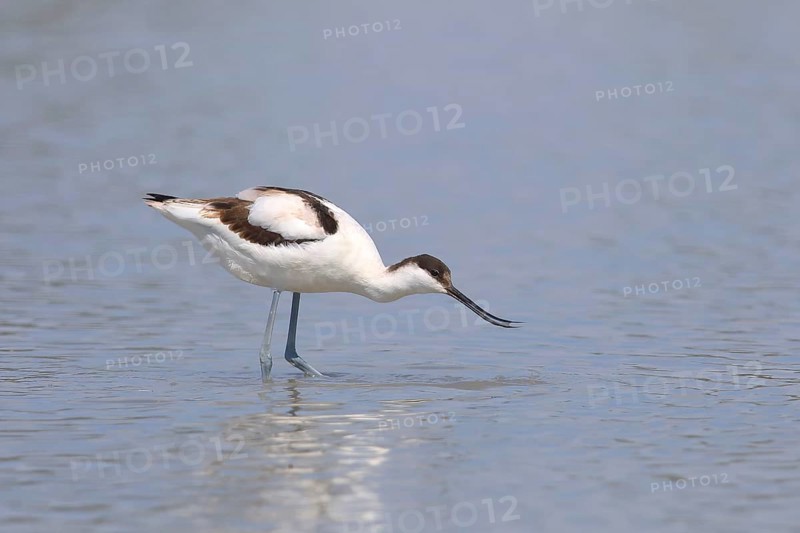 Black capped avocet (Recurvirostra avosetta)