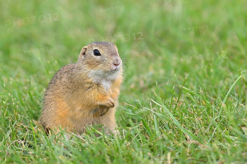 European ground squirrel (Spermophilus citellus)