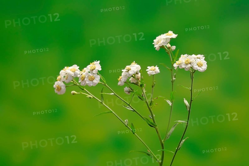 Fine leaved water dropwort (Oenanthe aquatica)
