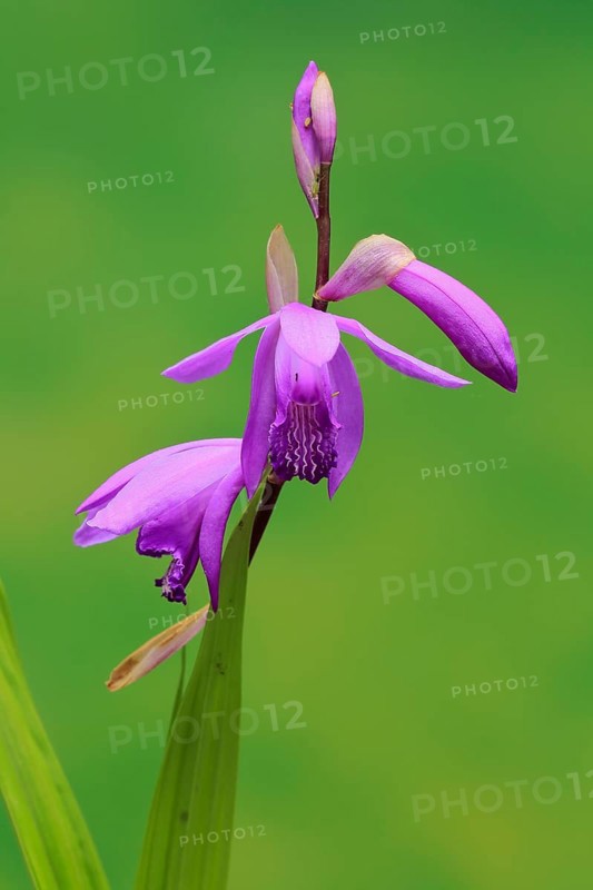 Chinese ground orchid (Bletilla striata)