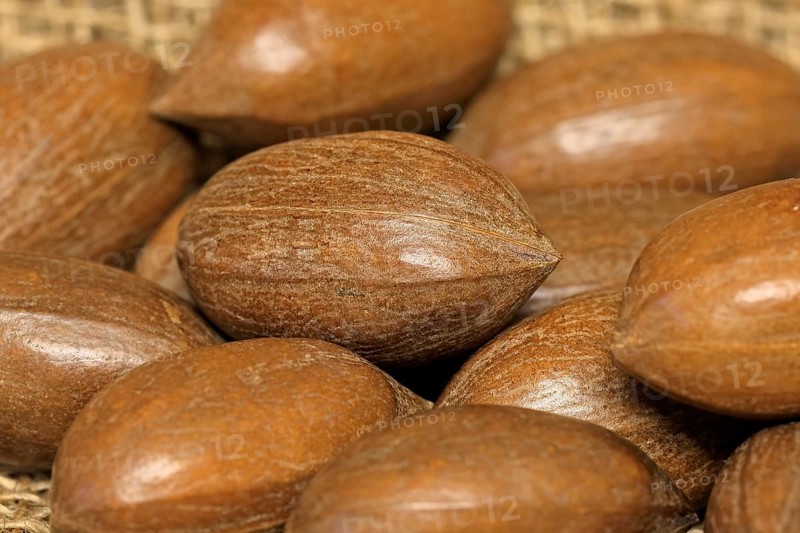 Pecan (Carya illinoinensis)