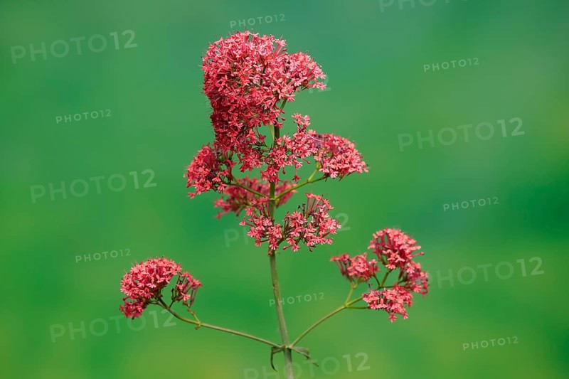 Red valerian (Centranthus ruber)