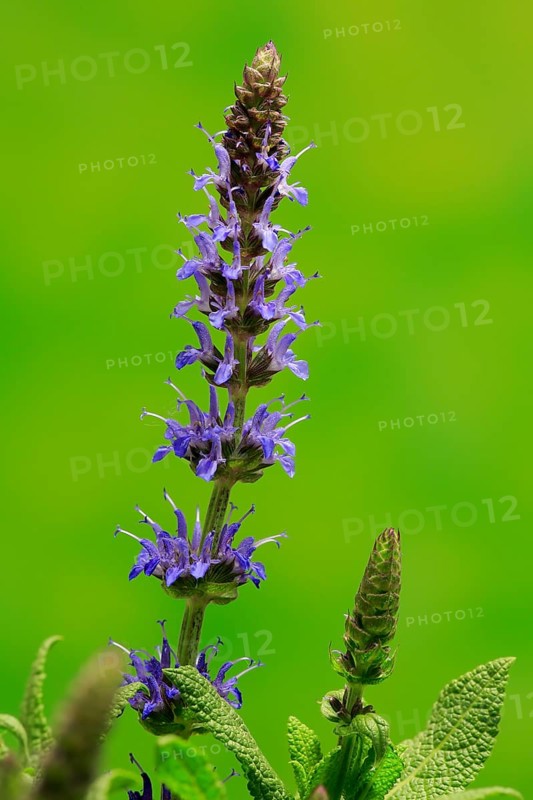 Woodland sage (Salvia nemorosa)