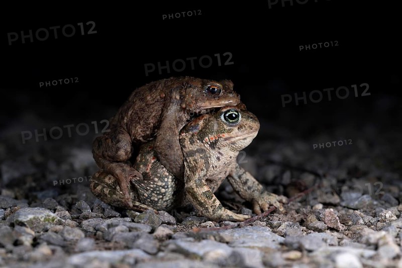 Common toad (Bufo bufo)